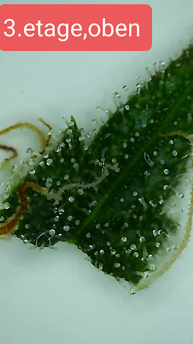 Growreport Bild 4