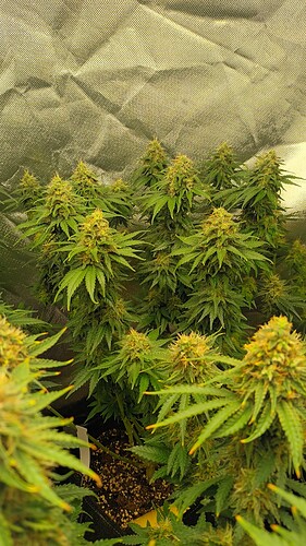 Growreport Bild 12