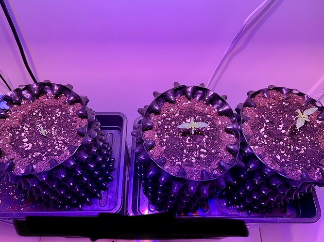 Growreport Bild 1