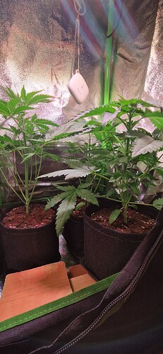Growreport Bild 9