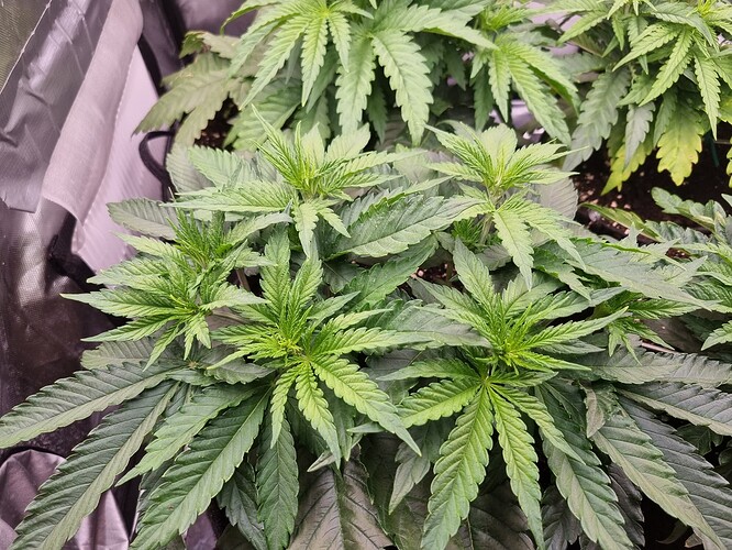 Growreport Bild 29
