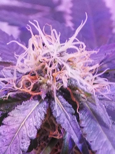 Growreport Bild 3