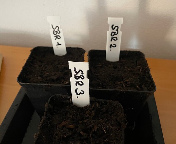 Growreport Bild 4