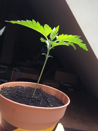 Growreport Bild 76