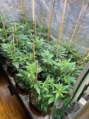 Growreport Bild 1