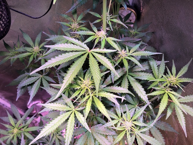 Growreport Bild 14