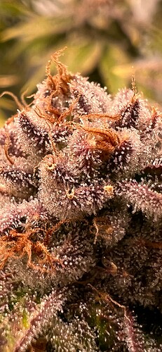 Growreport Bild 21