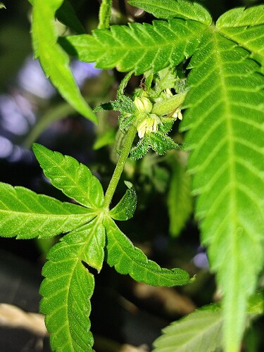 Growreport Bild 4