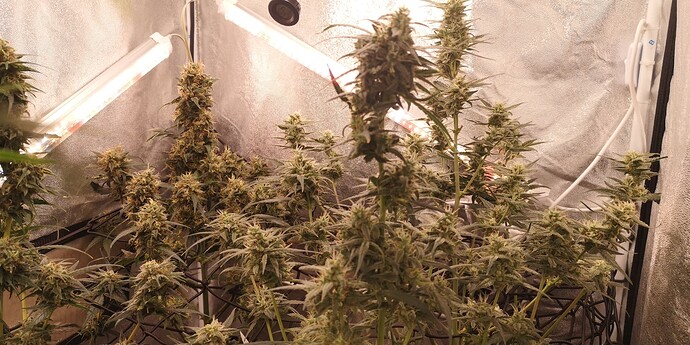 Growreport Bild 31