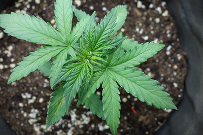 Eine junge Cannabispflanze mit mehreren Fingern an den Blättern, die in dunkler Erde wächst.