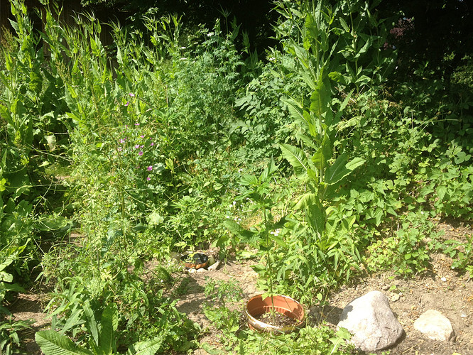 Growreport Bild 4