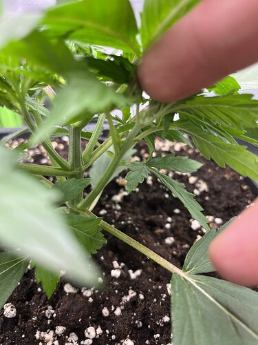 Growreport Bild 13