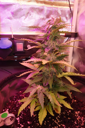 Growreport Bild 39
