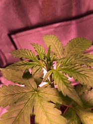 Growreport Bild 6