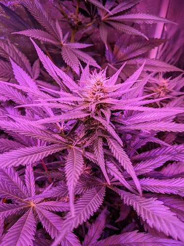 Growreport Bild 1