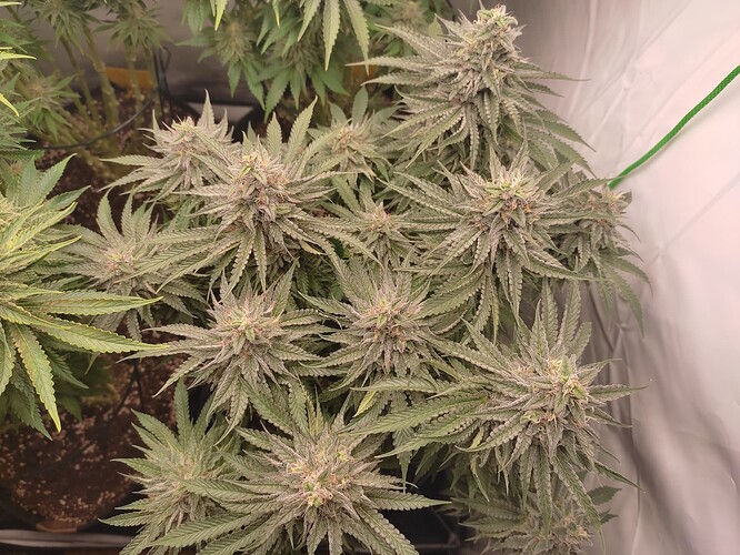 Growreport Bild 15