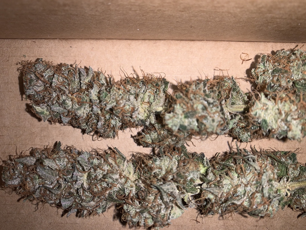 Der BlueGrow - Blueberry + Blue Kush - BioBizz - MarsHydro