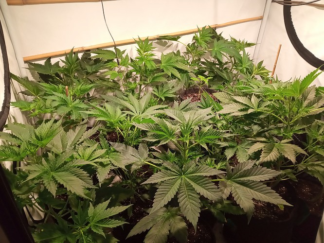 Growreport Bild 25