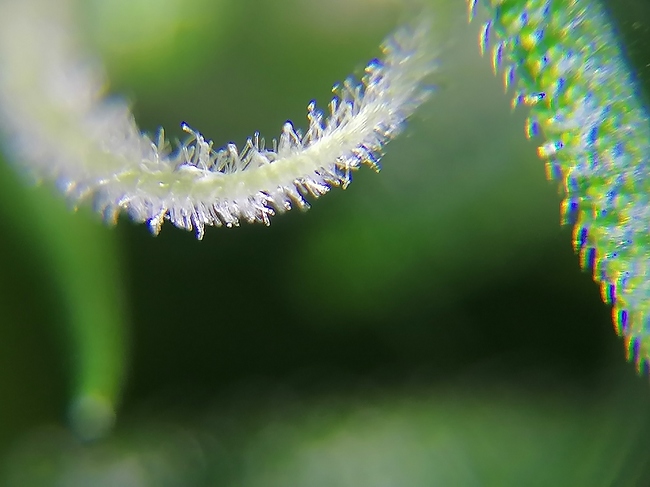 Growreport Bild 8