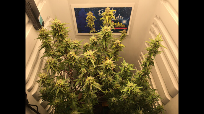 Growreport Bild 20