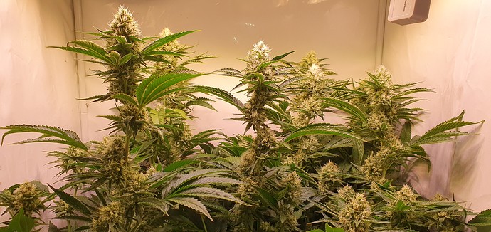 Growreport Bild 5