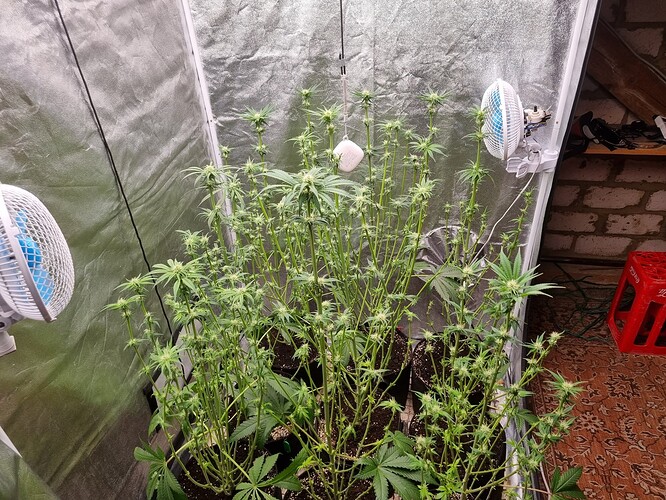 Growreport Bild 10