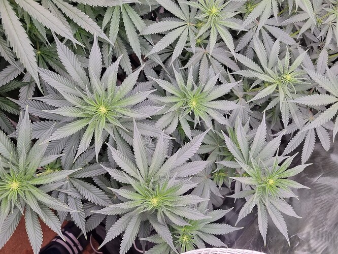 Growreport Bild 31