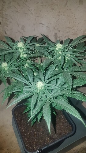 Growreport Bild 2