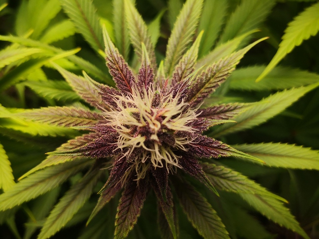 Growreport Bild 9