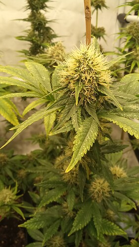Growreport Bild 23