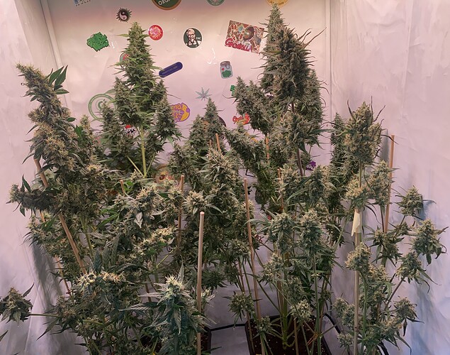 Growreport Bild 5
