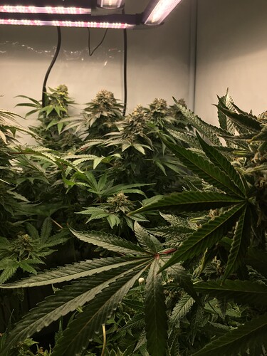 Growreport Bild 5