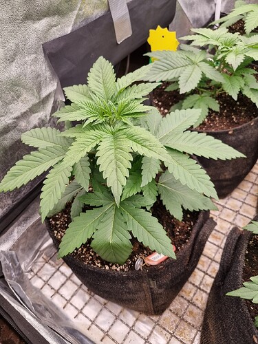 Growreport Bild 11