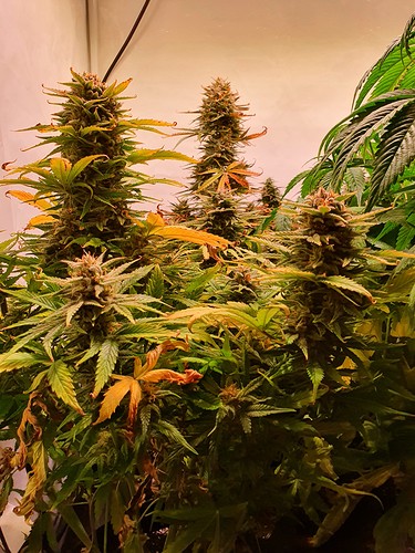 Growreport Bild 2