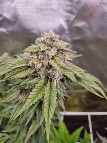 Growreport Bild 8