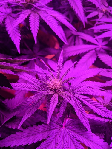 Growreport Bild 1