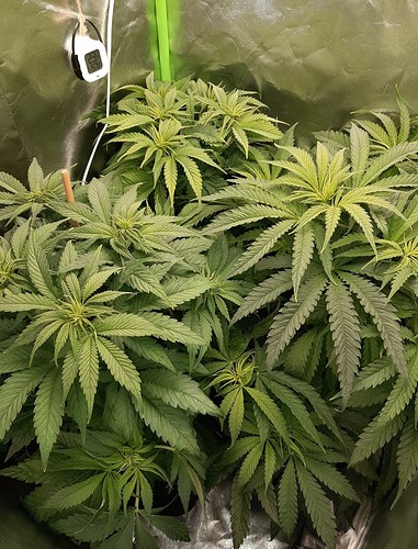 Growreport Bild 3