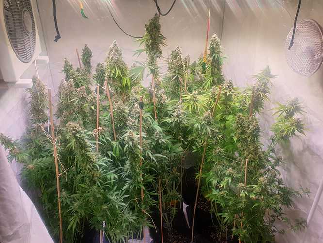Growreport Bild 2