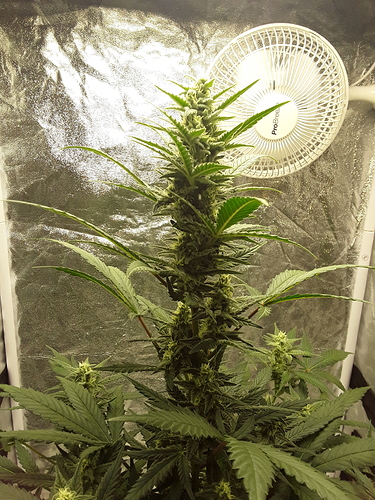 Growreport Bild 11