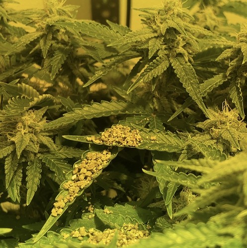 Growreport Bild 1