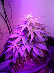 Growreport Bild 5