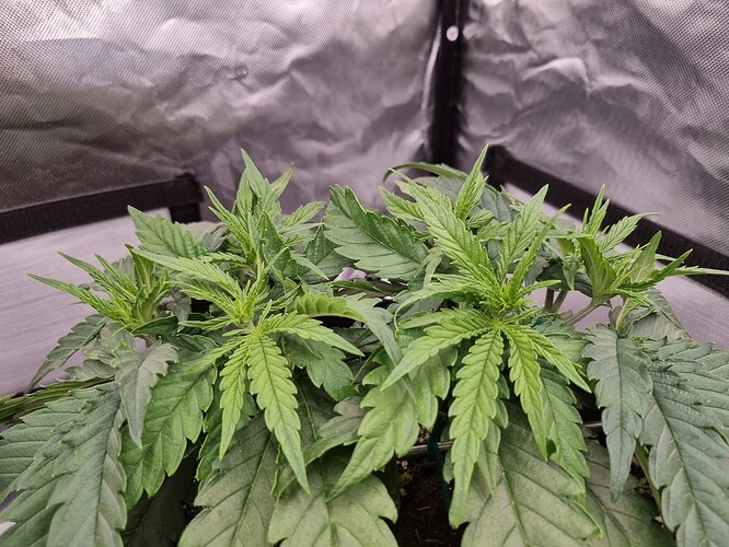 Growreport Bild 45