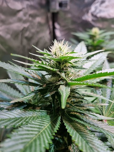 Growreport Bild 1