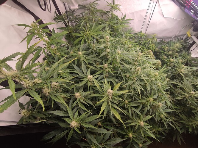 Growreport Bild 68