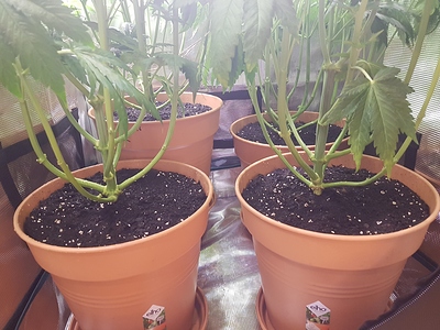 Growreport Bild 4