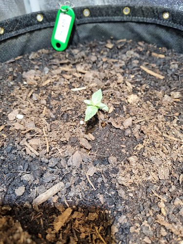 Growreport Bild 10