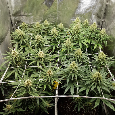 Growreport Bild 11