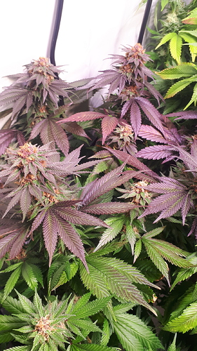 Growreport Bild 9