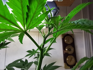 Growreport Bild 7