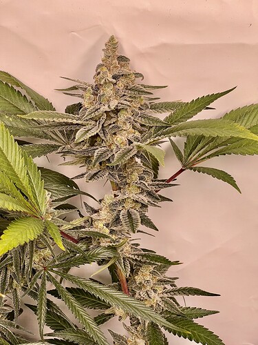Growreport Bild 26